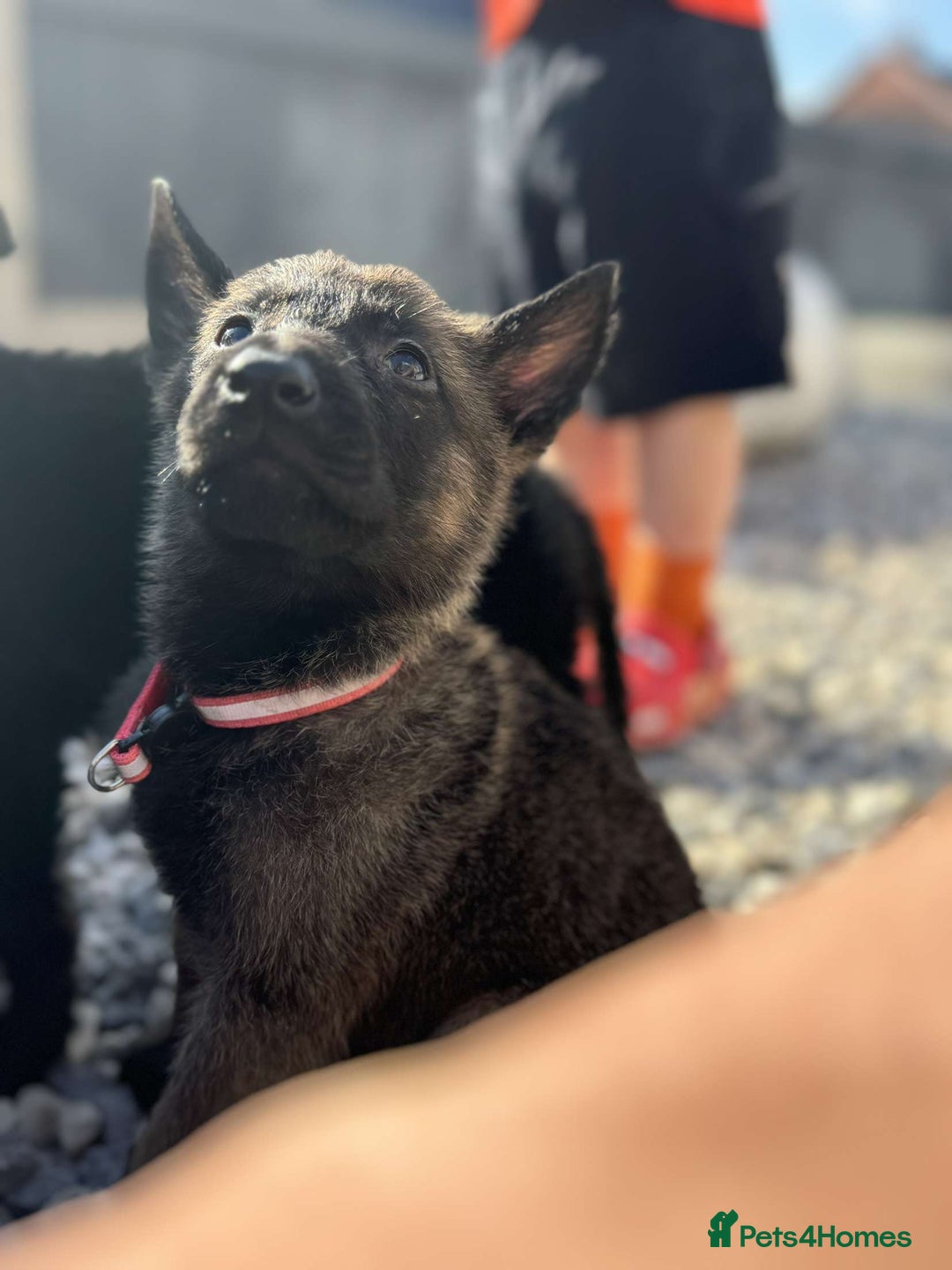 German Shepherd dogs for sale: German X Czech shepherd puppies - Image 2
