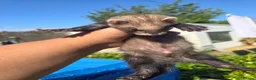 Ferret rodents for sale: Stunning ferret for sale - Advert 8