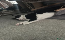 Domestic Shorthair cats for sale: 2 year old male cat - Image 11
