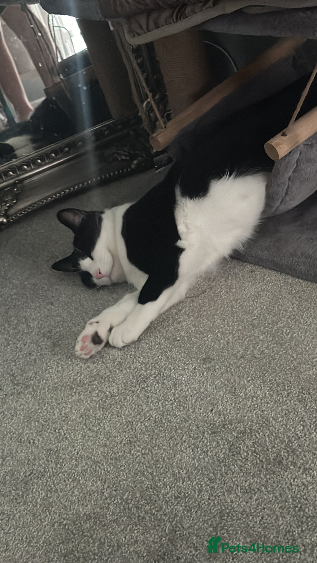 Domestic Shorthair cats for sale: 2 year old male cat - Image 11