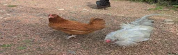 Chickens poultry for sale: Small mixed flock of colours egg laying hens  in Berwick-upon-Tweed - Advert 6