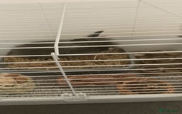 Lionhead rabbits for sale: Lionhead Rabbit - Image 4