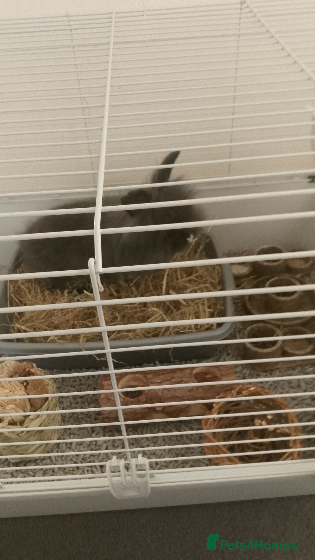Lionhead rabbits for sale: Lionhead Rabbit - Image 4
