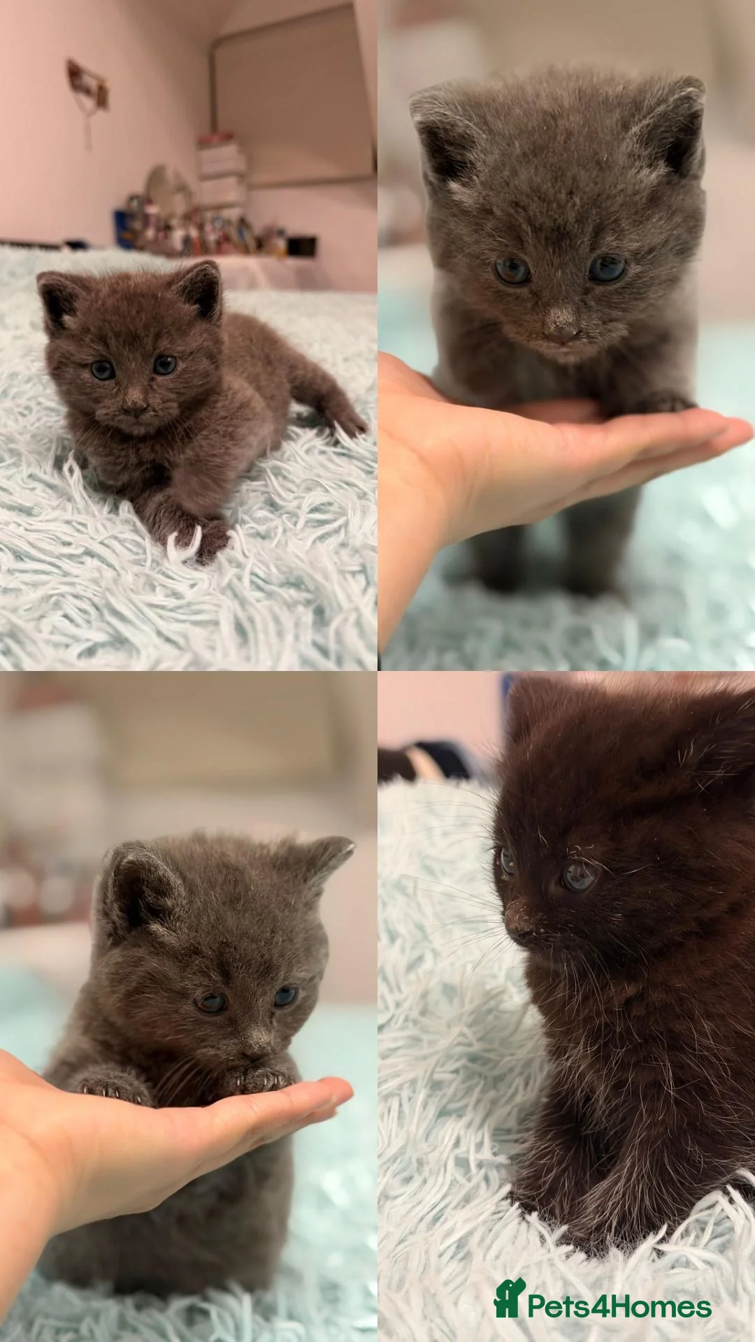 British Shorthair cats for sale: British shorthair  - Advert 1