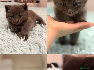 British Shorthair cats British shorthair - Advert 3