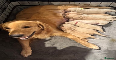 Golden Retriever dogs - Advert 14