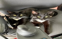 Domestic Shorthair cats for sale: 1 female cat - Image 8