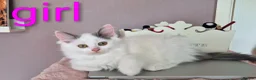 Munchkin cats for sale: Beautiful Munchkin kittens  - Advert 4