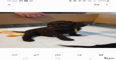 Mixed Breed dogs - Advert 3