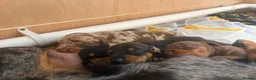 Miniature Dachshund dogs for sale: Ready for there forever homes this Thursday - Advert 7