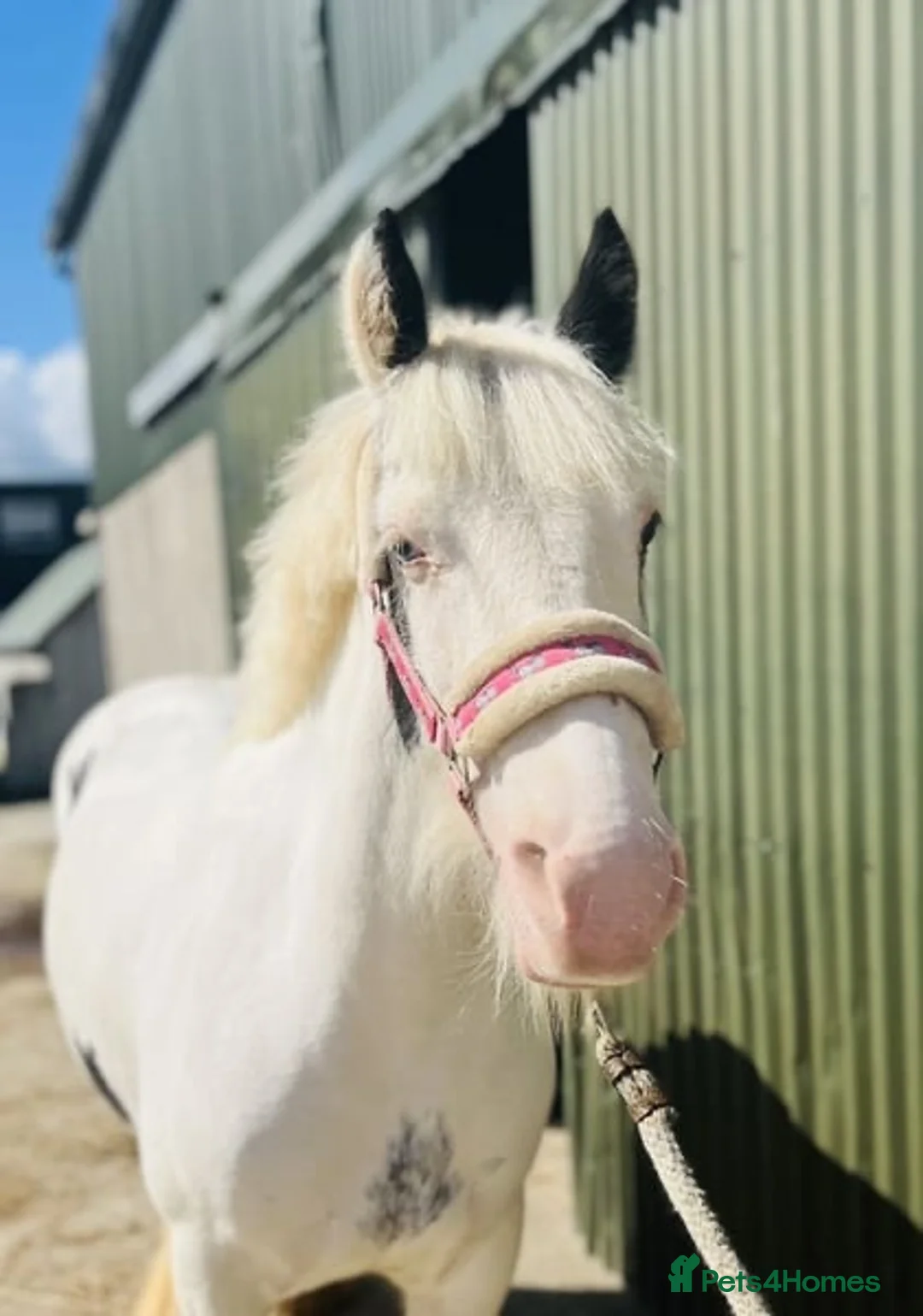 Other Breed horses for sale: Stunning Irish Cob Mare – Family & Pony Club Pony - Advert 2