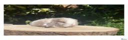 Mini Lop rabbits for sale: Beautiful mini lops for sale  - Advert 5