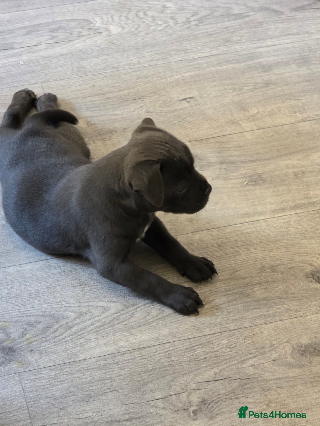 Staffordshire Bull Terrier dogs for sale: 3 playful, lively chunky puppies - Image 6