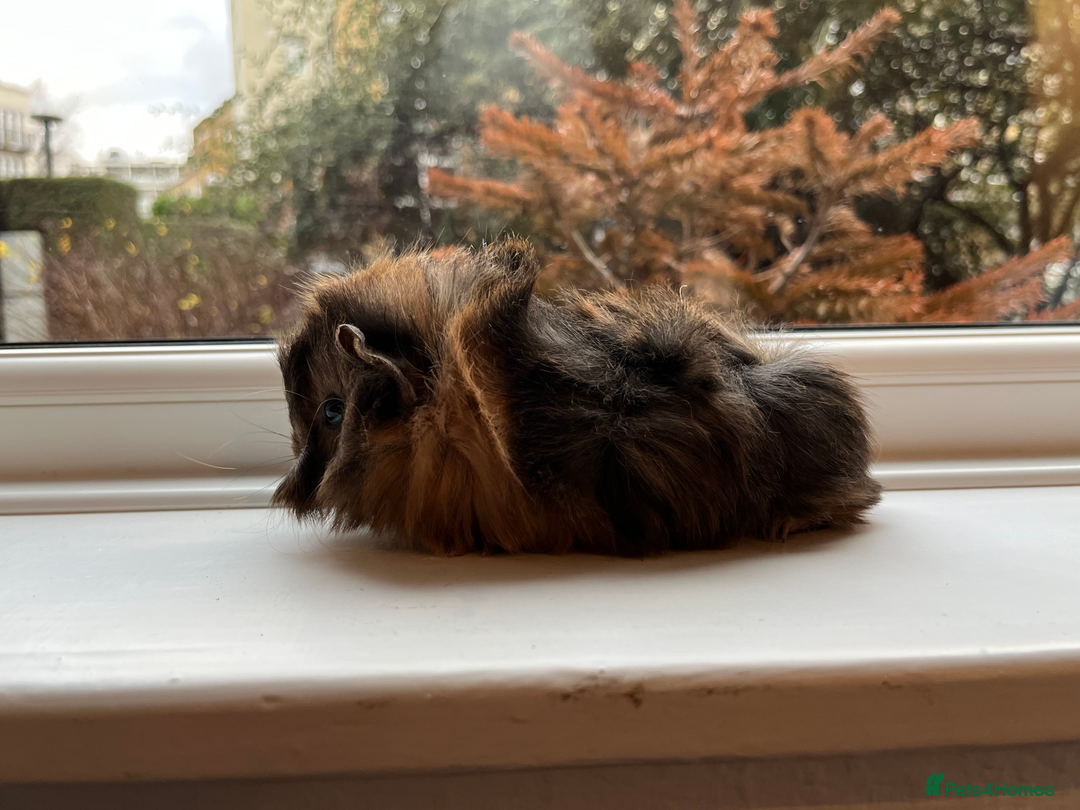 Guinea Pig rodents for sale: Long Haired Peruvian Guinea Pigs! - Advert 10
