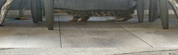 Bengal cats for sale: ⭐️ Ready now- STUNNING TICA REG ⭐️FEMALE BENGAL⭐️ - Advert 16