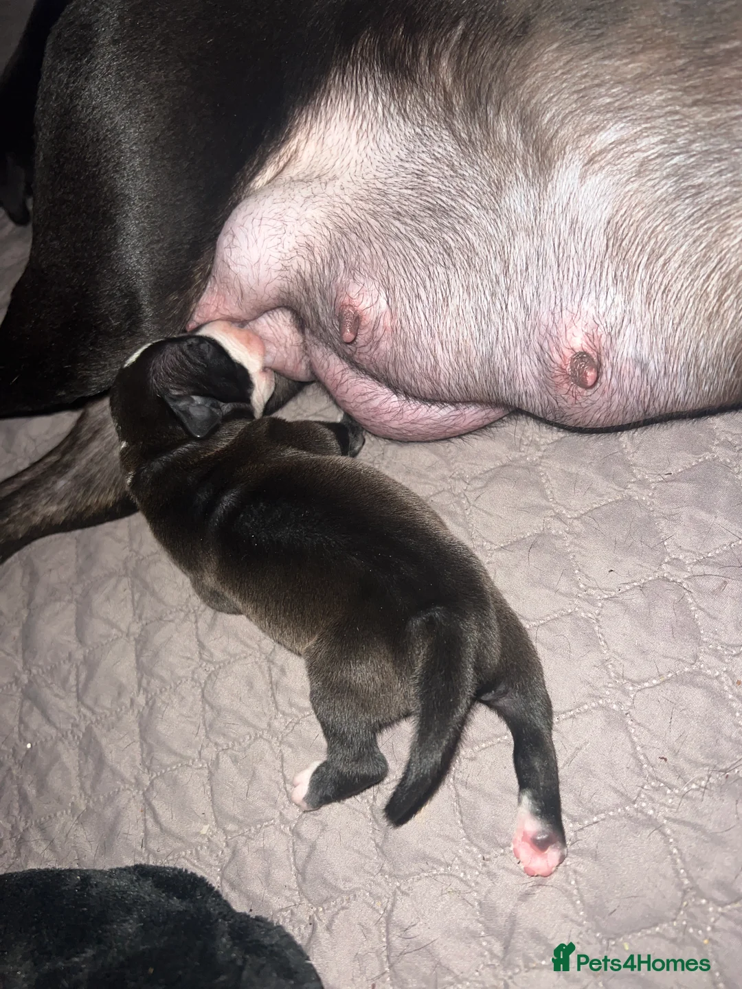 Staffordshire Bull Terrier dogs for sale: Staffordshire Cross Puppies – Ready 28 April - Advert 2