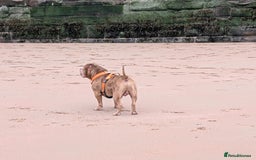 American Bully dogs for stud: Bruce  - Image 7