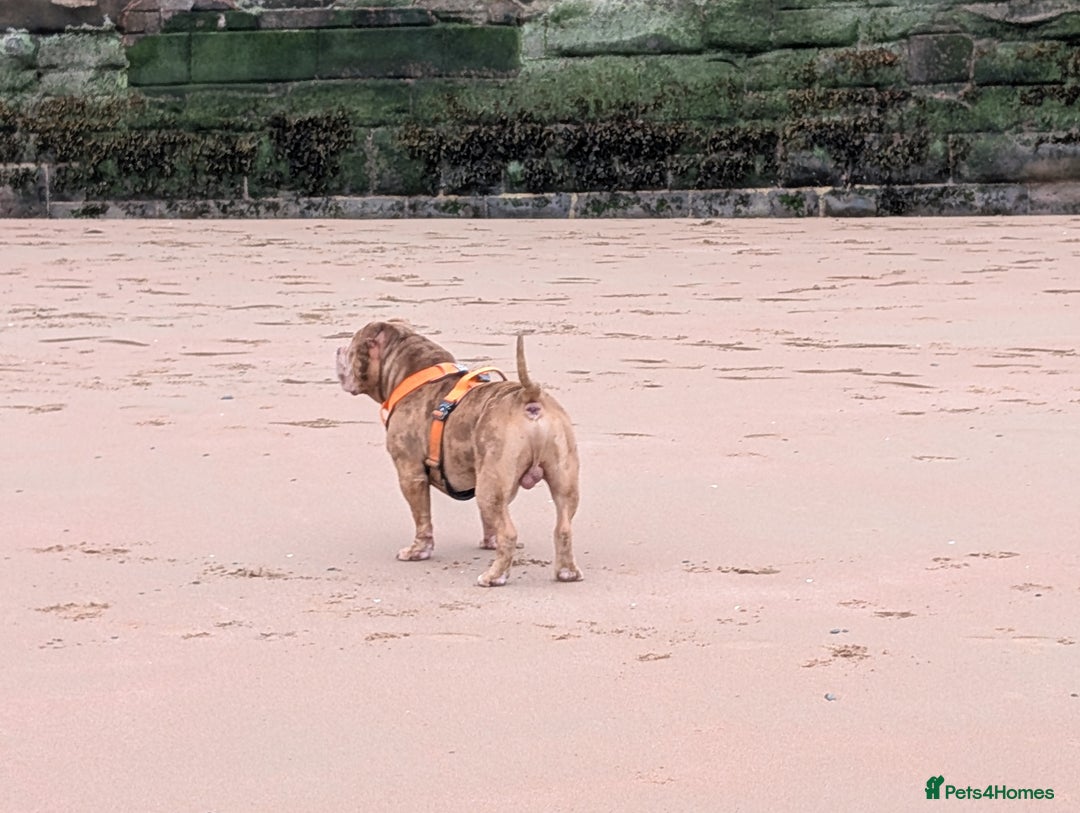 American Bully dogs for stud: Bruce  - Image 7