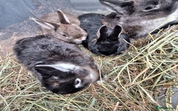 Netherland Dwarf rabbits for sale: Baby Netherland dwarf rabbits for sale £50 each  - Advert 7