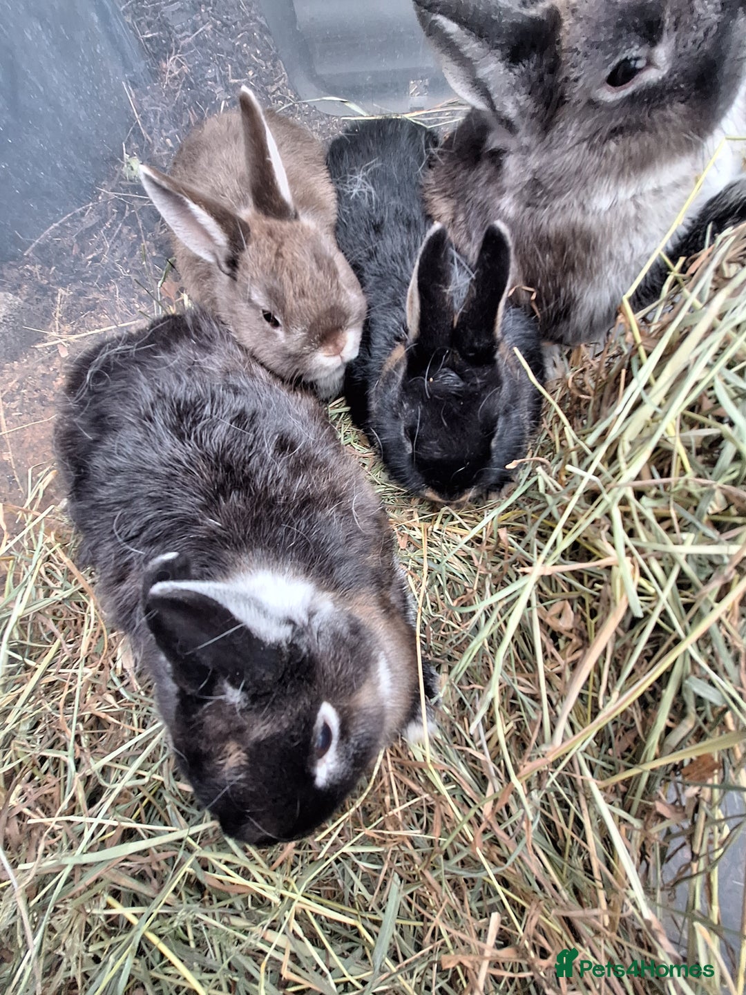 Netherland Dwarf rabbits for sale: Baby Netherland dwarf rabbits for sale £50 each  - Advert 7