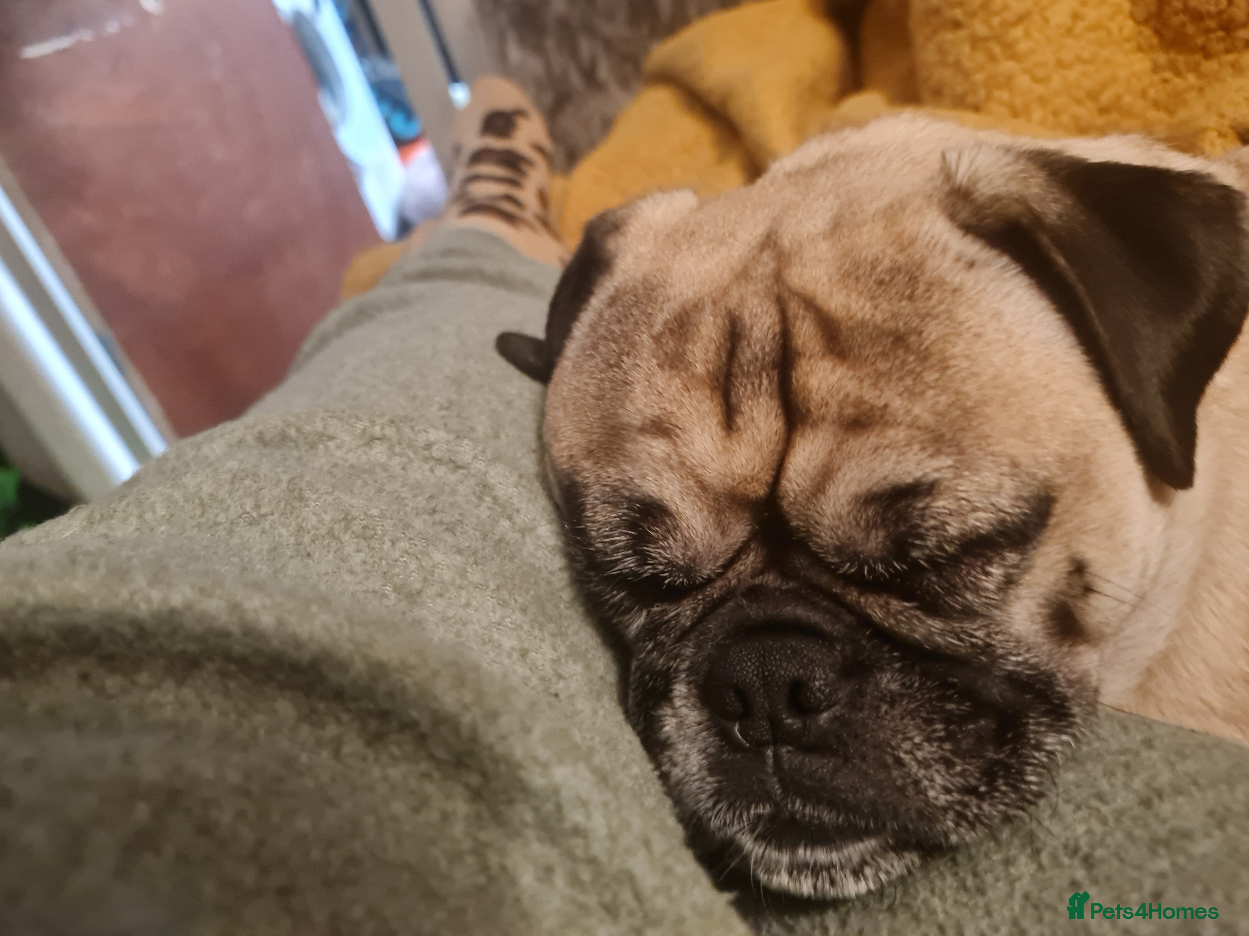 Mixed Breed dogs 5 year old norrie - Advert 1