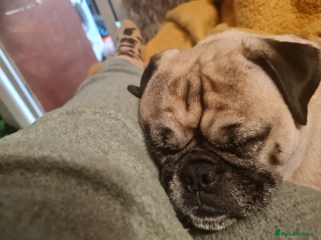 Mixed Breed dogs for sale: 5 year old norrie - Advert 1