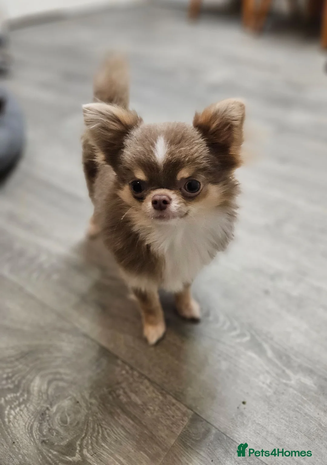 Chihuahua dogs for stud: KC Reg Lilac chihuahua, PROVEN, DNA Tested CLEAR  - Advert 1