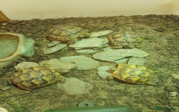 Tortoise reptiles for sale: Spur Thigh Hatchlings - Image 2