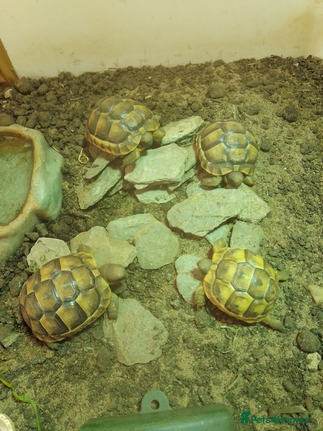 Tortoise reptiles for sale: Spur Thigh Hatchlings - Image 2