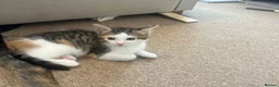 Mixed Breed cats for sale: Kittens for sale  - Advert 5