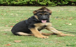 German Shepherd dogs for sale: *Quality GSD puppies for sale - Image 2