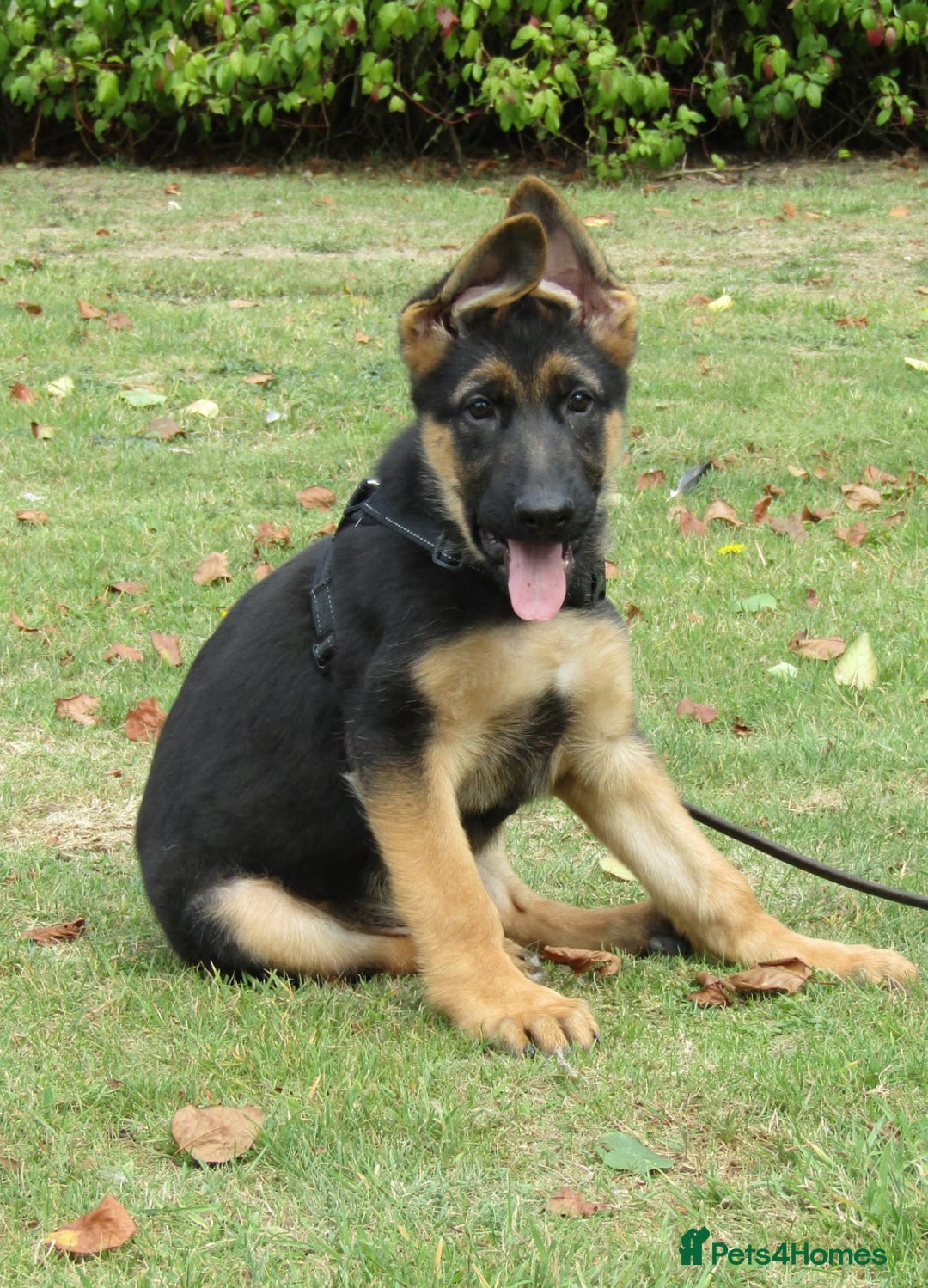 German Shepherd dogs for sale: *Quality GSD puppies for sale - Image 2