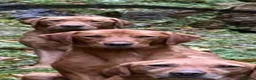 Labrador Retriever dogs for sale: Fox Red Labradors KC REG in Northallerton - Advert 22