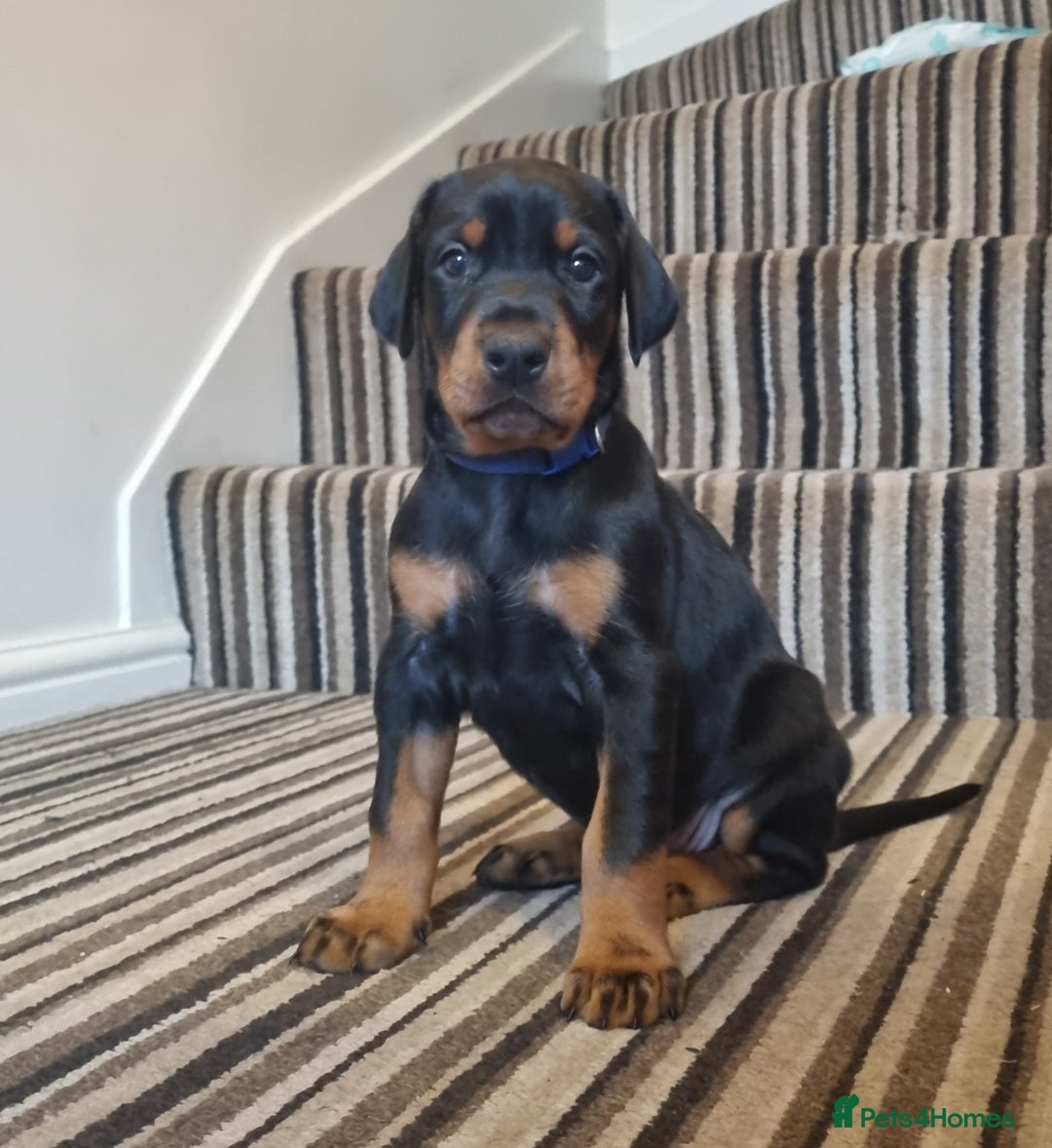 Dobermann dogs for sale: Exceptional Doberman - Advert 3