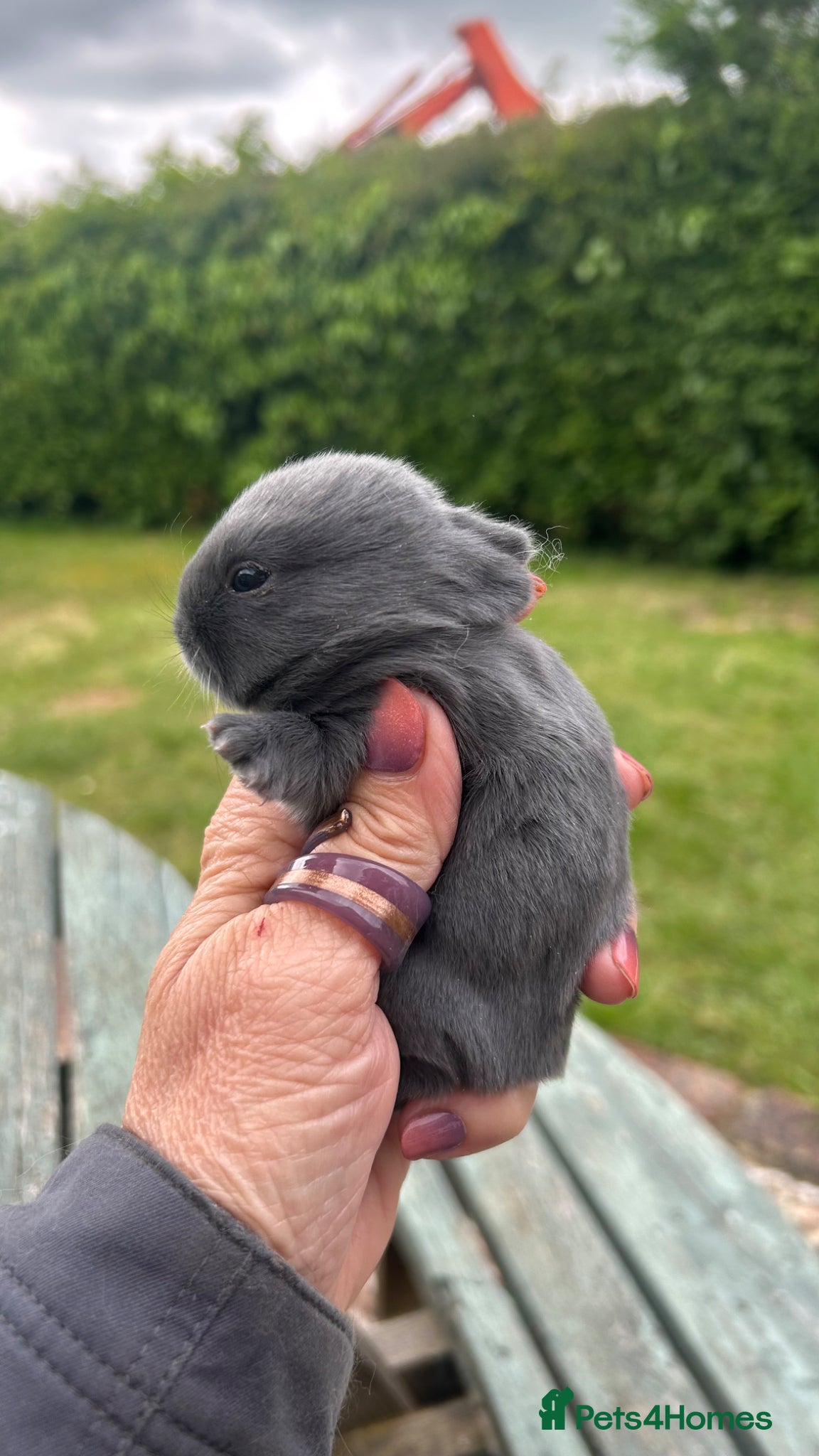 Mini Lop rabbits for sale: Stunning pure mini lop & Mini Rex X ML   - Advert 13
