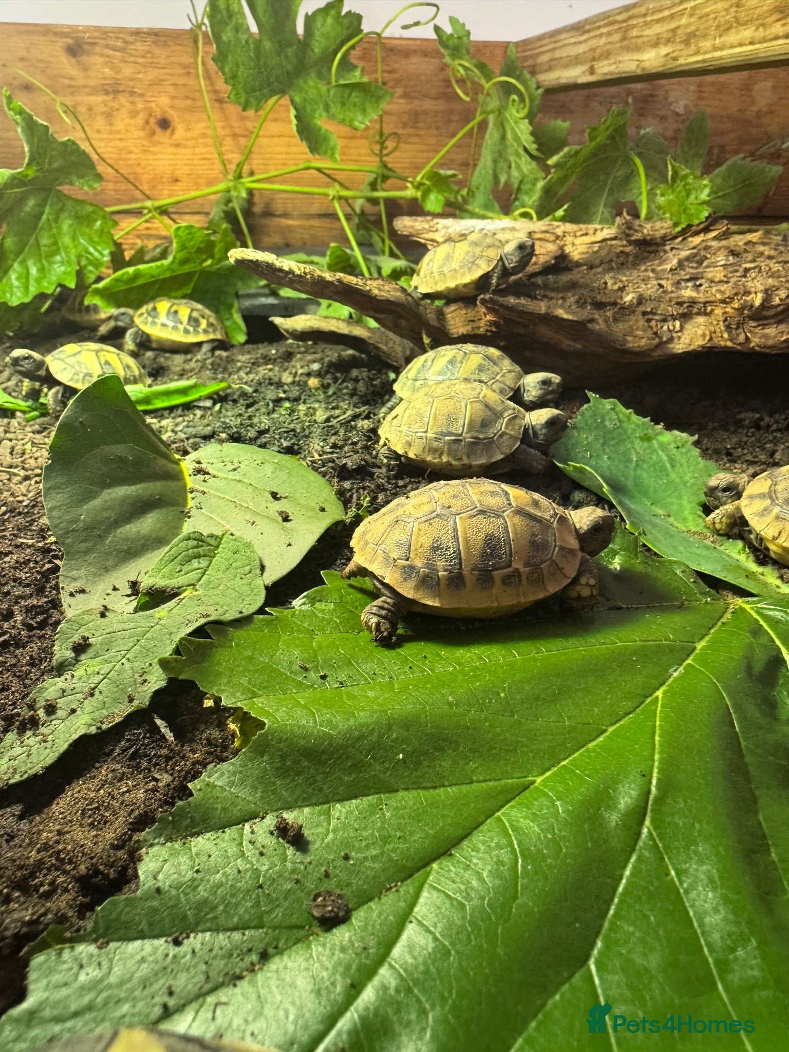 Hermann Tortoise reptiles Hermanns Tortoise 2026 Hatchlings - Advert 2