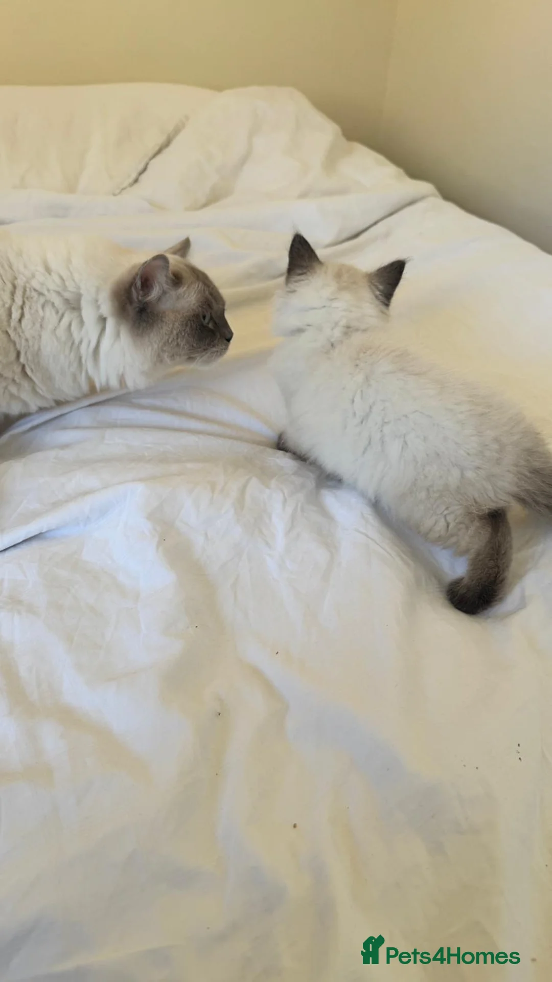 Ragdoll cats for sale: One last boy still Available  - Advert 2