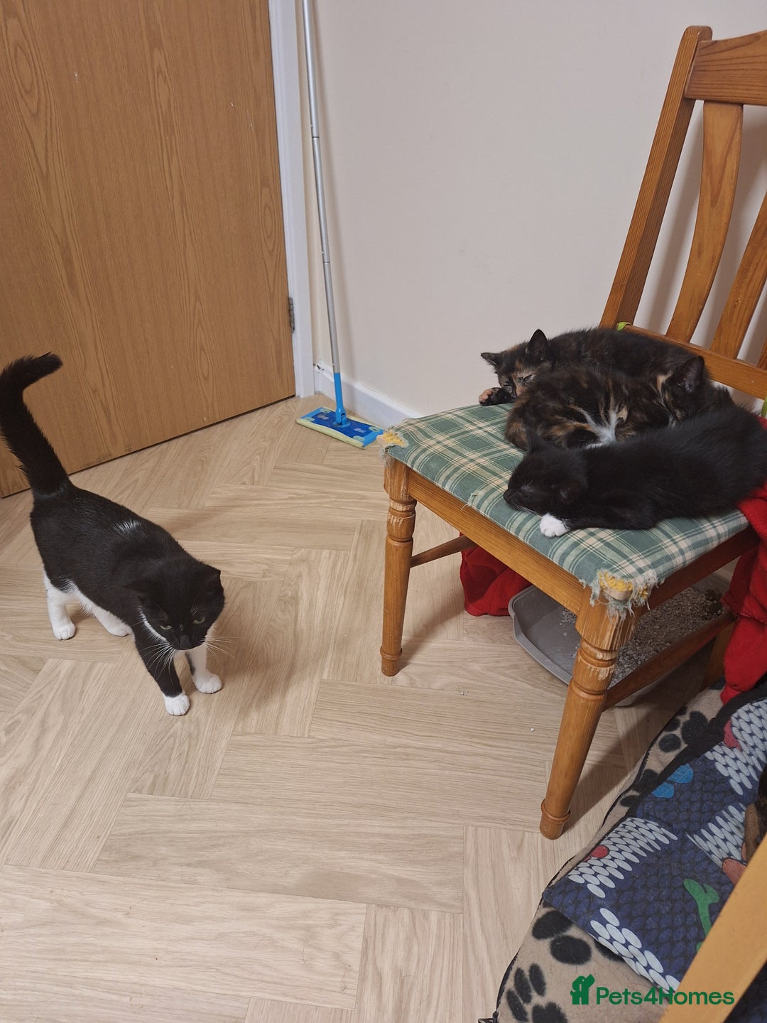 Mixed Breed cats for sale: 3 kittens  - Advert 3