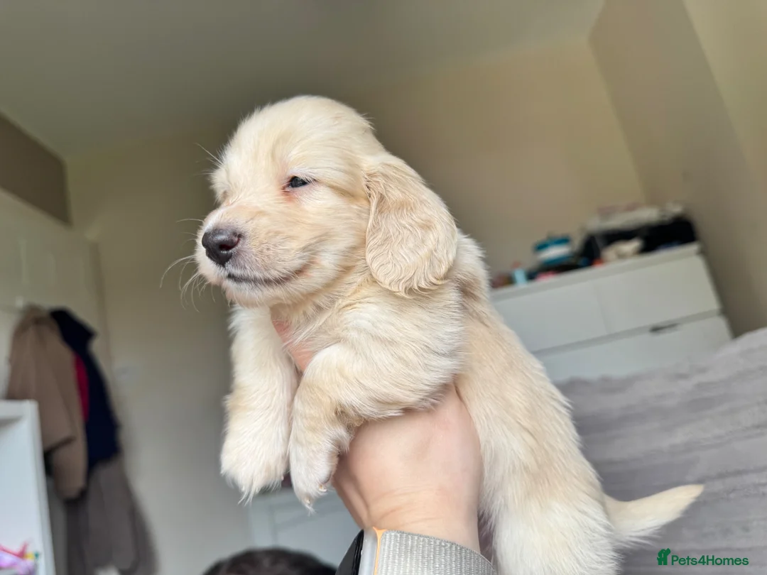 Miniature Dachshund dogs for sale: KC mini ee/ii cream long hair - Advert 39