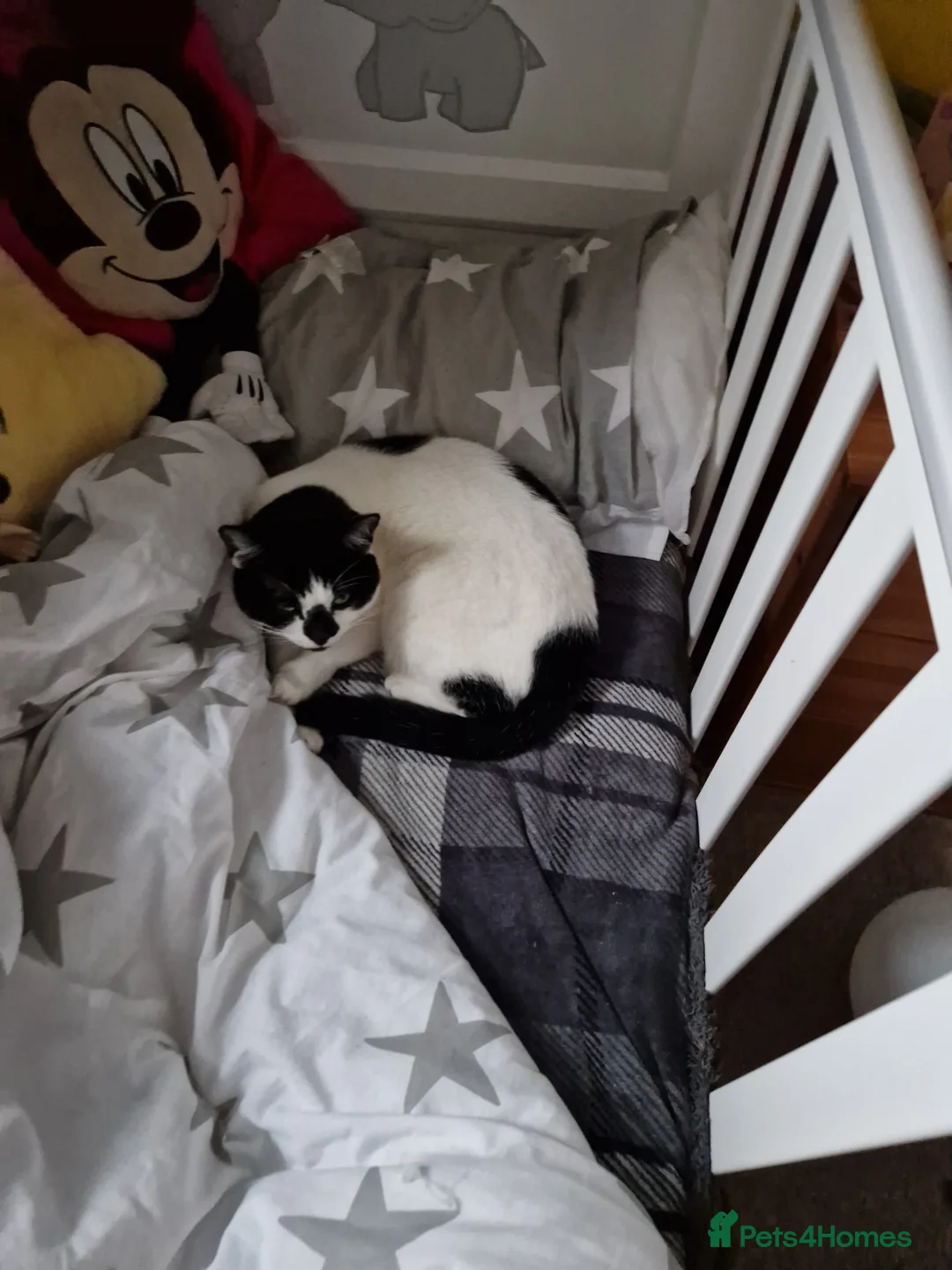 Mixed Breed cats for sale: Lovely cat looking for forever home - Advert 2