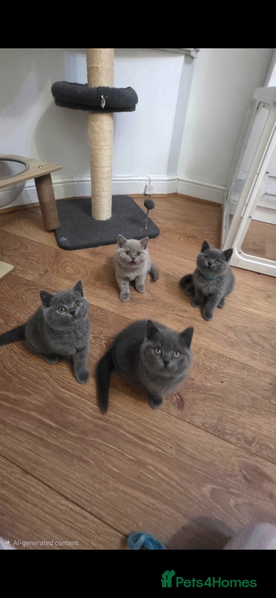 British Shorthair cats British Shorthair  - Advert 1