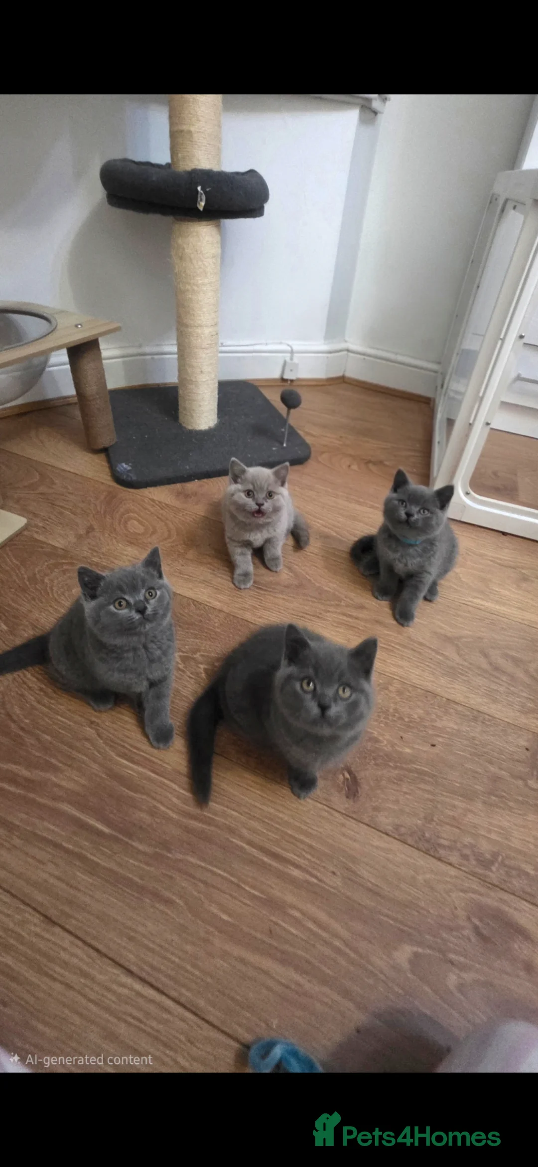 British Shorthair cats for sale: British Shorthair  - Advert 1