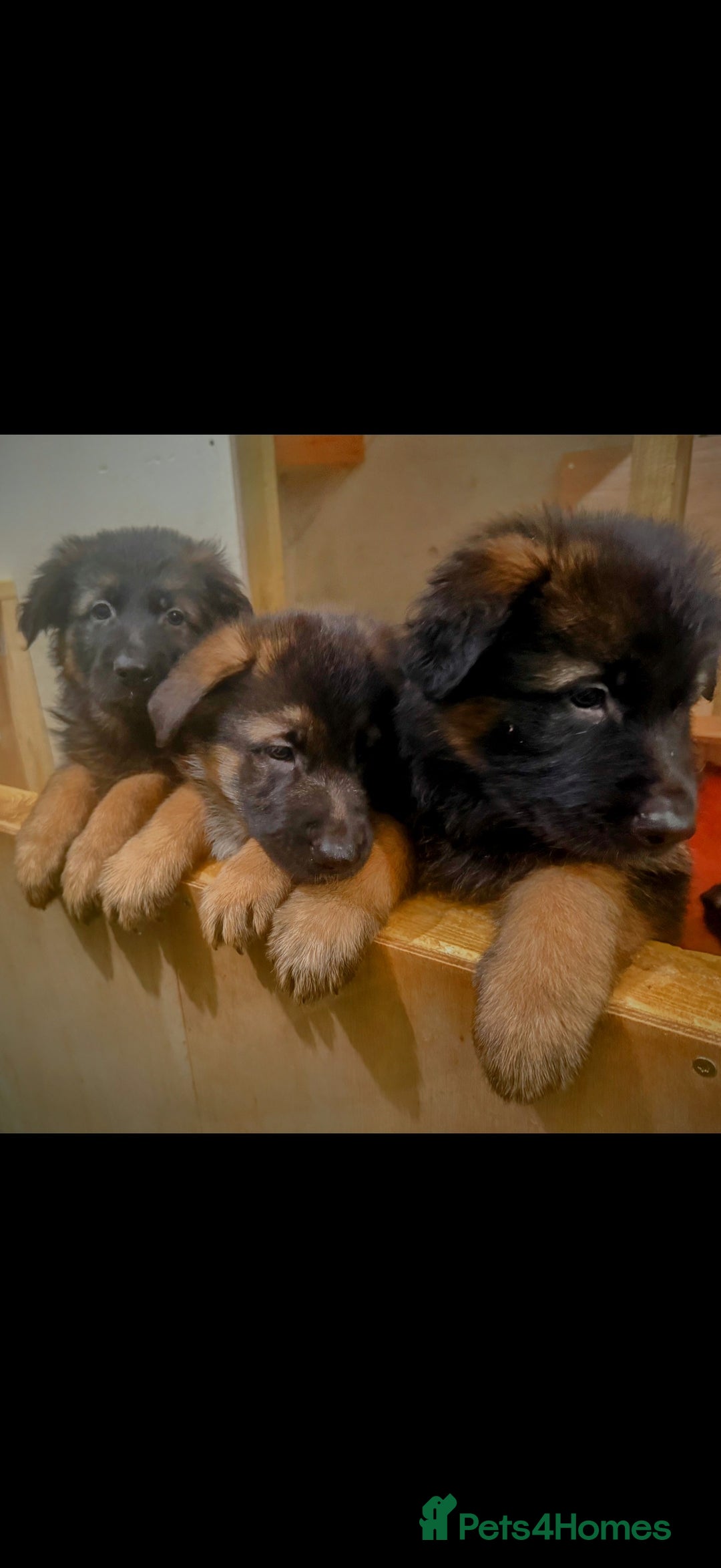 German Shepherd dogs for sale: German Shepherd Puppies Ready from 15th November - Image 3