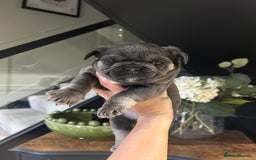 French Bulldog dogs for sale: French bulldog pups  - Advert 14