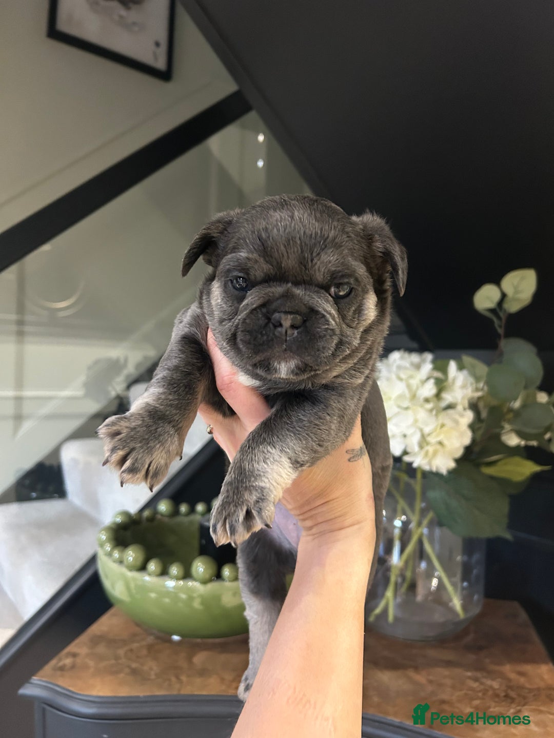 French Bulldog dogs for sale: French bulldog pups  - Advert 14