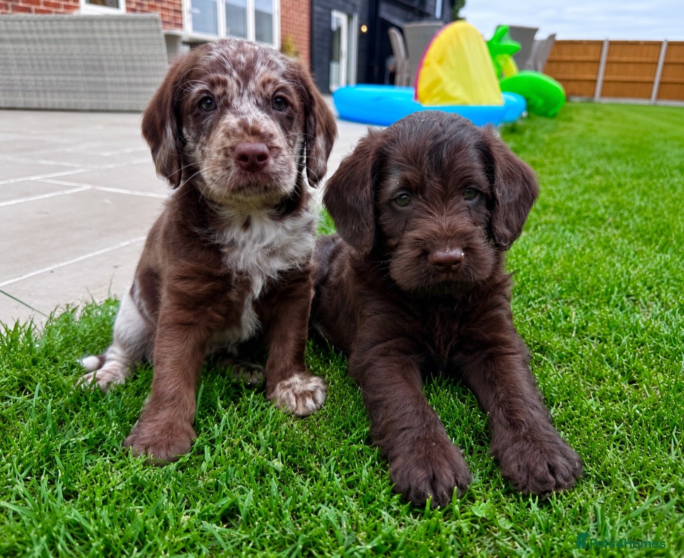 Labradoodle dogs Chocolate & chocolate Merle Babies 🐾🐾🐾 - Advert 1