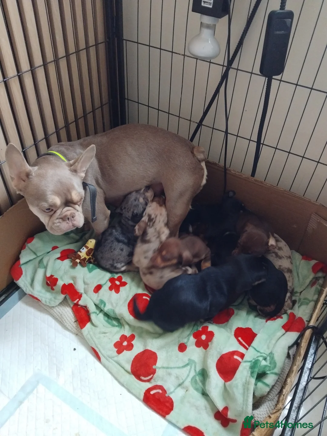 Mixed Breed dogs for sale: French Bull Weiners  - Advert 2