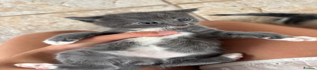 Maine Coon Kitten 3