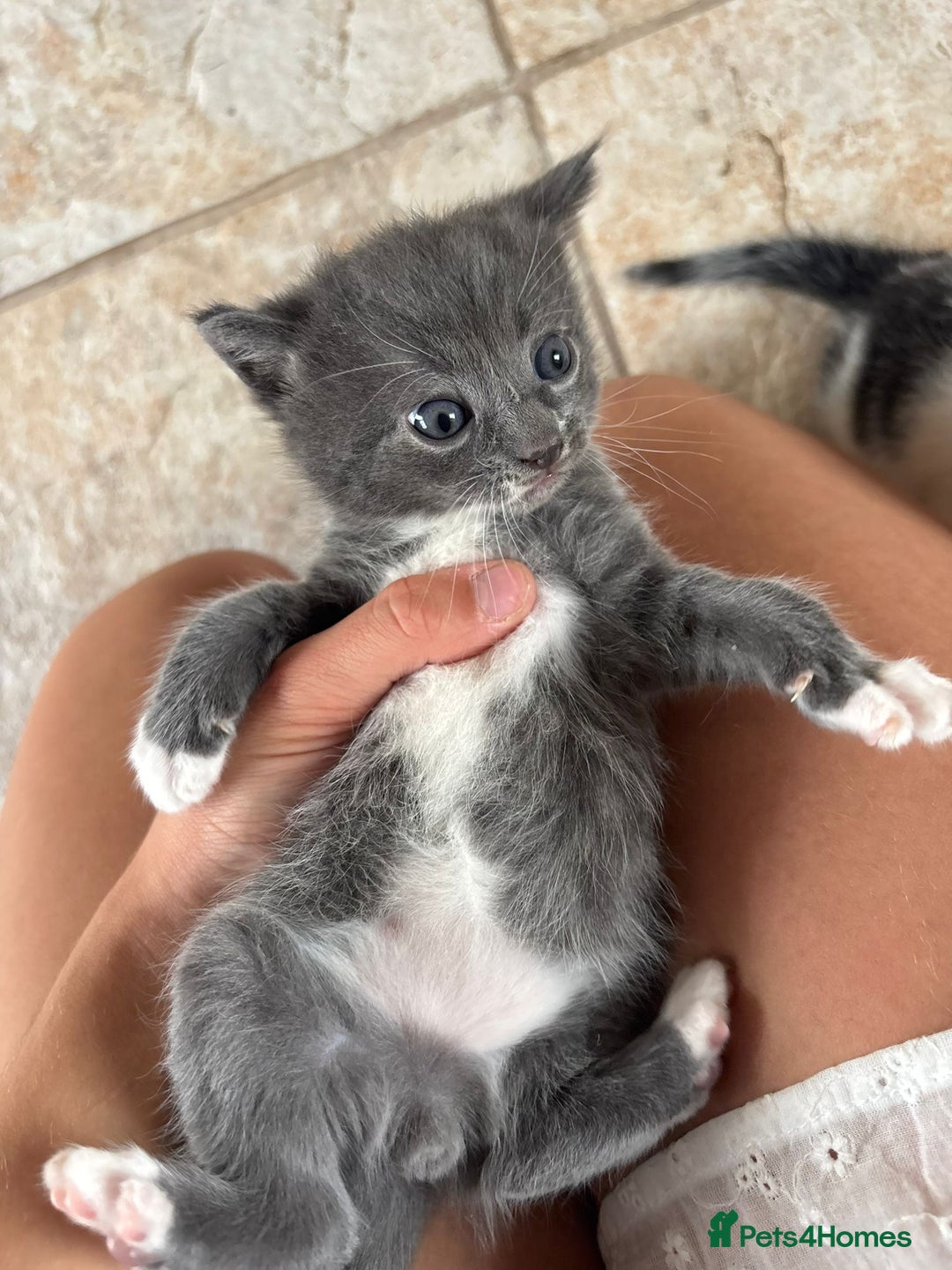 Maine Coon cats for sale: Maine Coon Mix Kittens - Image 3