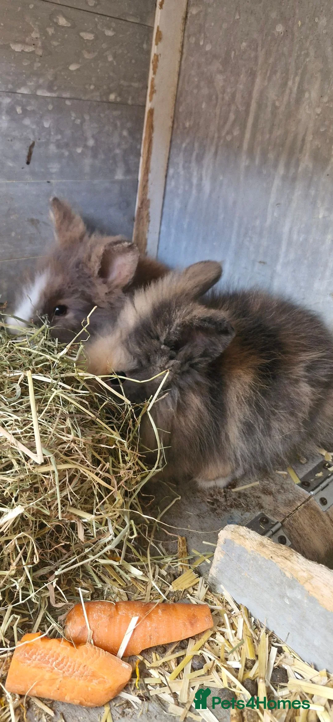 Mixed Breed rabbits for sale: Baby rabbits Lion Head and Mini Lop - Advert 2